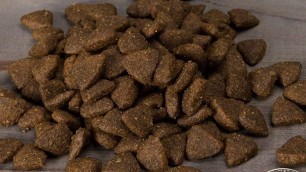 'Top 5 Best Dry Dog Food 2021'