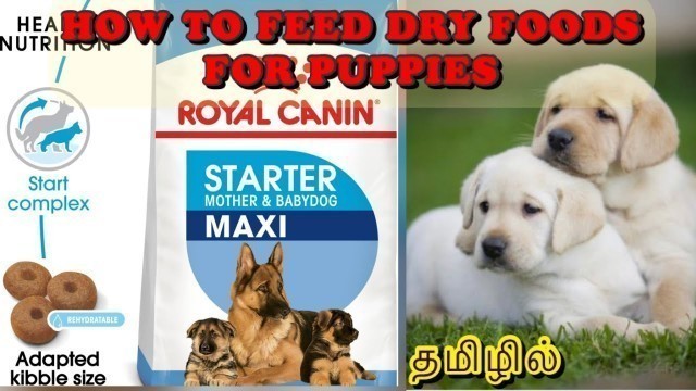 'How to feed dry foods for Puppies in Tamil | Royal canin | Nila | Labrador puppy | தமிழில்