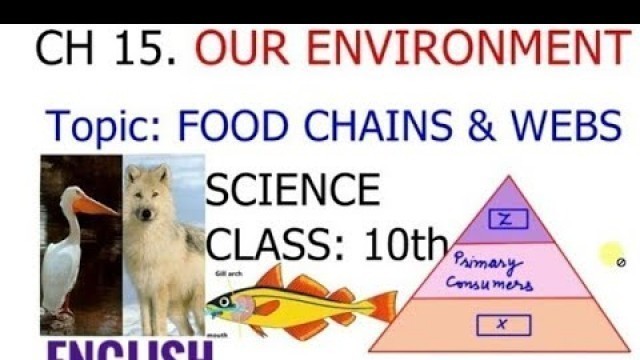 'OUR ENVIRONMENT | Part 2 | Food Chains and Food Webs | Class 10 | In English.'