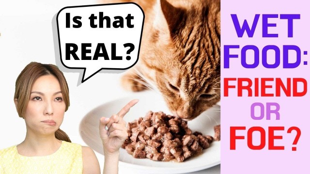 'Best Cat Wet Food Search | Learning How to Read Cat Food Labels...'