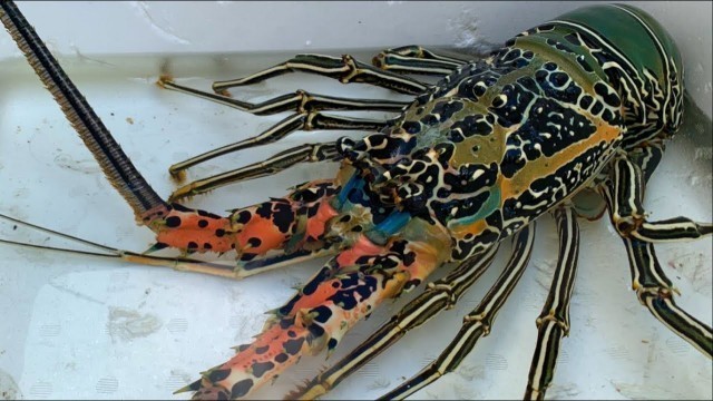 '【4K】Japanese Street Food - OVERGROWN FIVE-COLORED LOBSTER Sashimi Japan Seafood'