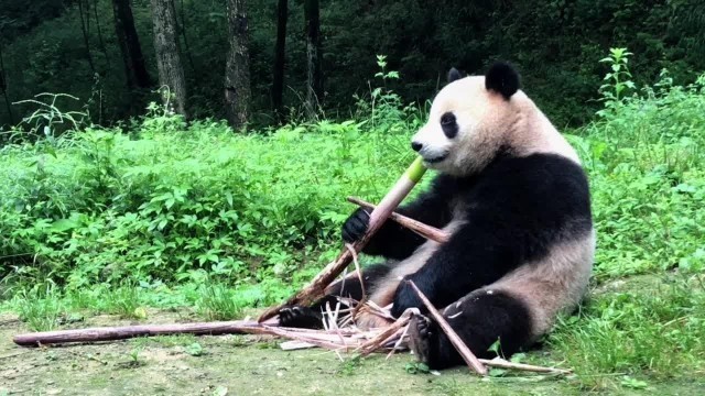 '【Cute panda video collection】#panda |  #大熊猫 | #パンダ| ，Have some staple food#Shorts'