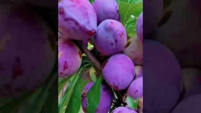 '#food #fruits #fruitsvideo #chaina #short #garden #relax #shortvideo #alhamdulilah'