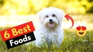 '6 Best Dog Food for Maltese dogs | Which Food brand should you get?'