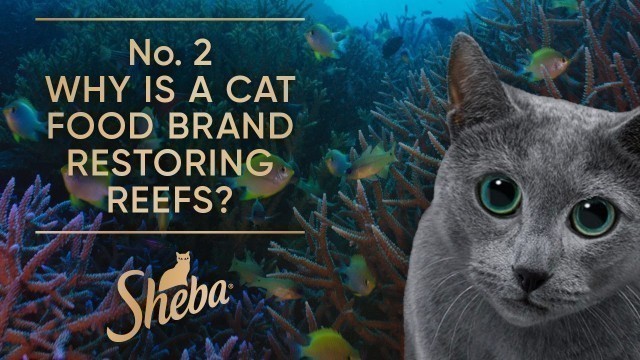 'No. 2 Why is a Cat Food Brand Restoring Reefs? | Behind The Scenes | Sheba Hope Grows'