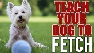 '7 Steps To The PERFECT Fetch! - For Food Motivated Dogs'