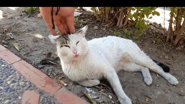 'cute white street cat  asks for food!'