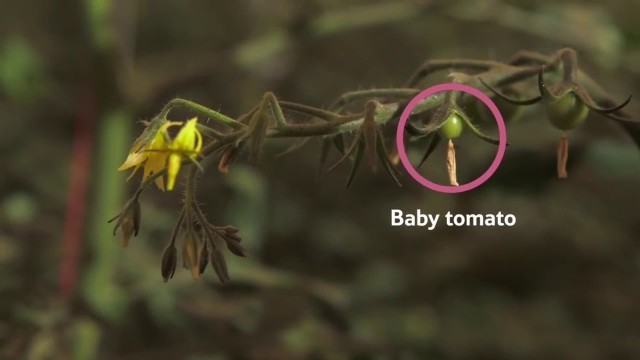 'Tasty tomatoes'