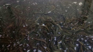 'Eil fish packing time at chaina food'