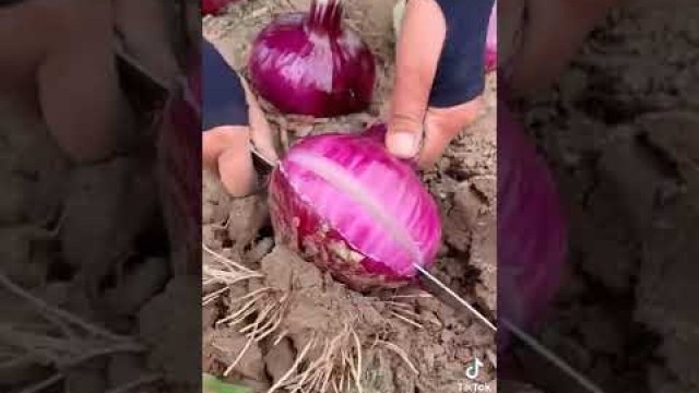 'Onion Plantation in Chaina  #food #new #best #viral #my #video #freefire'