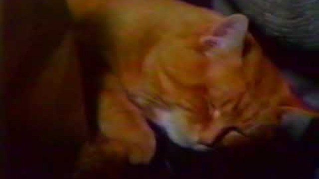 '9 Lives cat food commercial 1985'