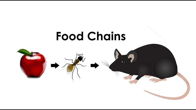 'Let\'s Explore! Food Chains'