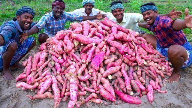 'FARM FRESH SWEET POTATOES Harvesting & Cooking | Sakkaravalli Kilangu Kuzhi Paniyaram Recipe Cooking'