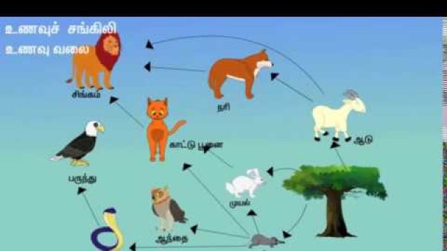 'Food Chain of animals find (tamil)'