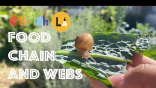 'Lesson 7.  Food Chains and Webs'