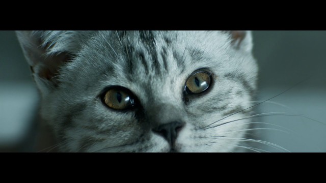 'Curious Cats - Rain - Whiskas TV ad'