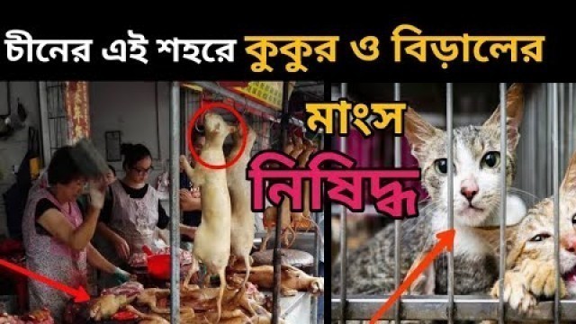 'চীনের এই শহরে কুকুর ও বিড়ালের মাংস নিষিদ্ধ / চীনের অদ্ভুত খাবার / chaina market /chaina food'