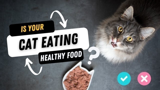 'Is your cat food brand healthy?  | Urdu/Hindi | Practical tips by Aliyan Vets'