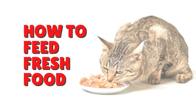 'A Fresh Food Brand for Cats | Two Crazy Cat Ladies'