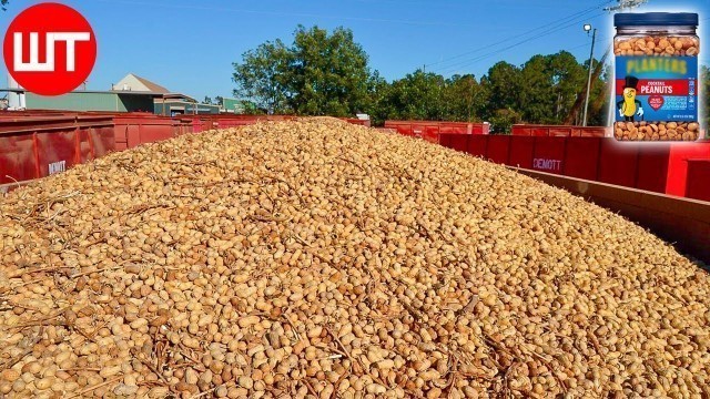 'How Peanuts are Made | Peanuts Harvesting & Processing | Food Factory'