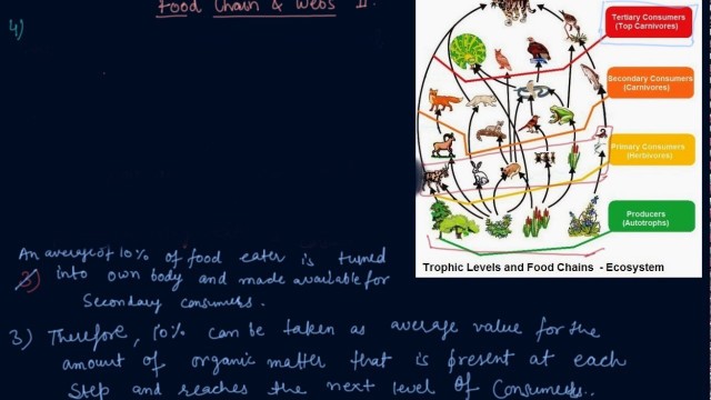 'Food Chains and Webs | Class 10 Chemistry Our Environment'