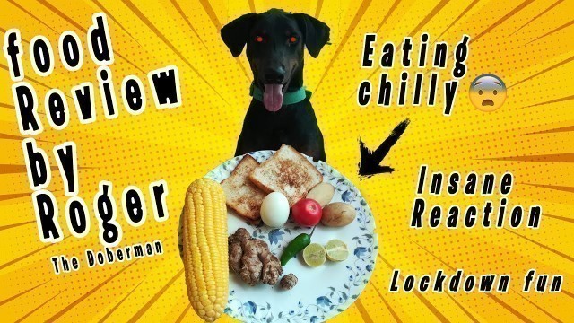 'Dog Food Review