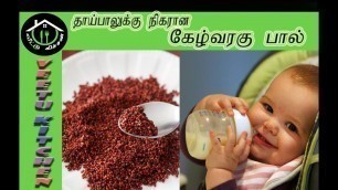 'குழந்தைகளுக்கு சத்தான கேழ்வரகு பால் | Homemade Ragi Milk By Veetu Kitchen'