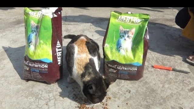 'Meat Up Kitten Dry Food | UNBOXING AND REVIEW |'