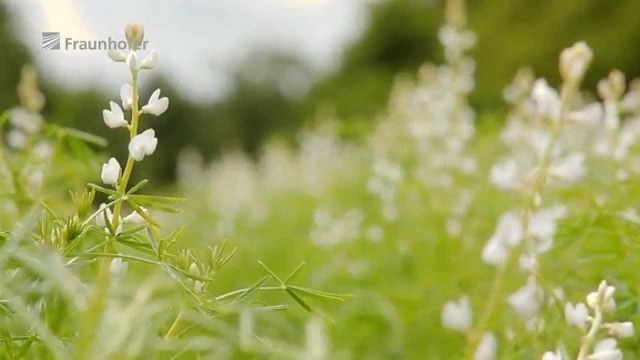 'Food made from lupins'