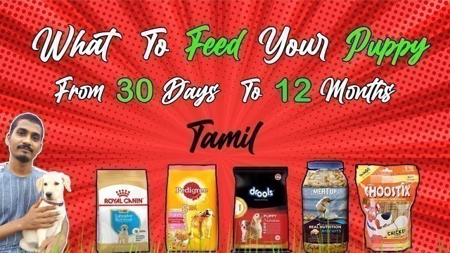 'நாய் குட்டி உணவு பழக்கம் | What to Feed Your Puppy from 30  Days to 12 months | Tamil'