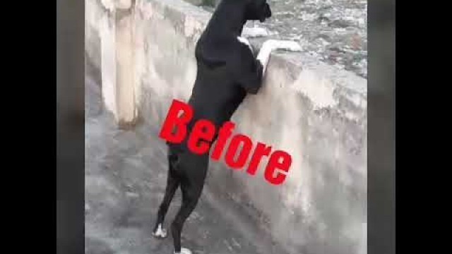 'Meat up dog feed result in my female boxer after 2 month (plzz subscribe and share)'