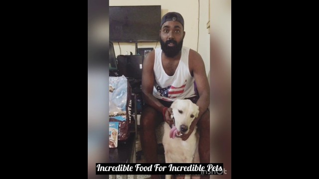 'Dog food review (Meat up food) Meet my BLU (Labrador)'