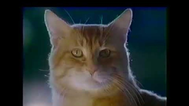 'Morris By Moonlight 9 Lives Cat Food 1986 TV Ad Commercial'