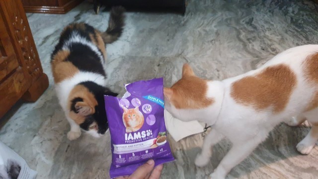 'imsoo Cat Food Review'