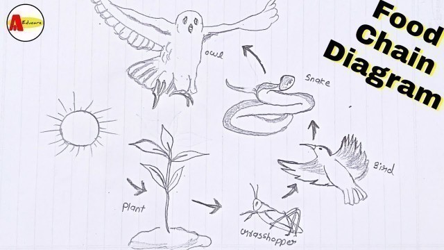 'How to Draw Food Chain Diagram Step by Step | Food Chain Diagram'