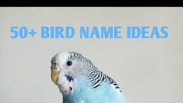 '50+ Cute Bird Name Ideas | For all types of birds'