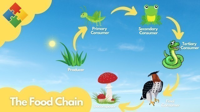 'Food Chain for Kids | What is a food chain? |  Come learn about producers, consumers and more!'