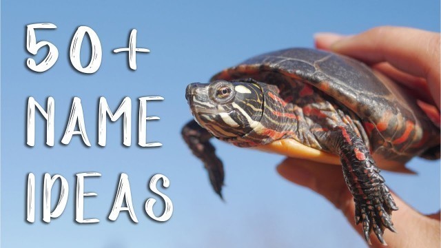 '50+ Turtle Name Ideas That I Love!! (what to name pet turtle)'