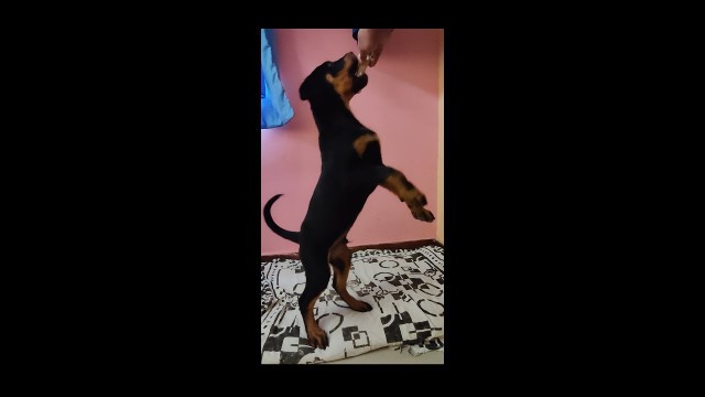 'Rottweiler puppy enjoying Rawhide bone || Meat Up Rawhide bone review |'