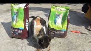 'Meat Up Kitten Dry Food | UNBOXING AND REVIEW | #shorts'