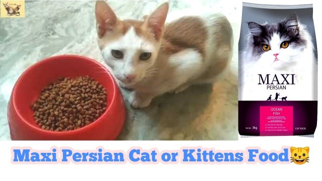 'Maxi Persian Cat Food Review | Persian cat and Kittens Food 