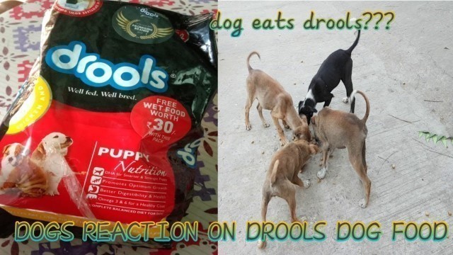 'Dogs reaction on drools dog food???'