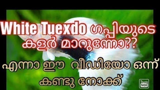 'White tuxedo guppy caring tips|white tuxedo  അറിയേണ്ടത്  എല്ലാം. തുടക്കകാർക്   പറ്റിയ  ഗപ്പി'