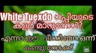 'White tuxedo guppy caring tips|white tuxedo  അറിയേണ്ടത്  എല്ലാം. തുടക്കകാർക്   പറ്റിയ  ഗപ്പി'