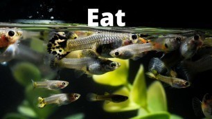 'What Do Guppies Eat? – How to Make Your Own Guppy Food'