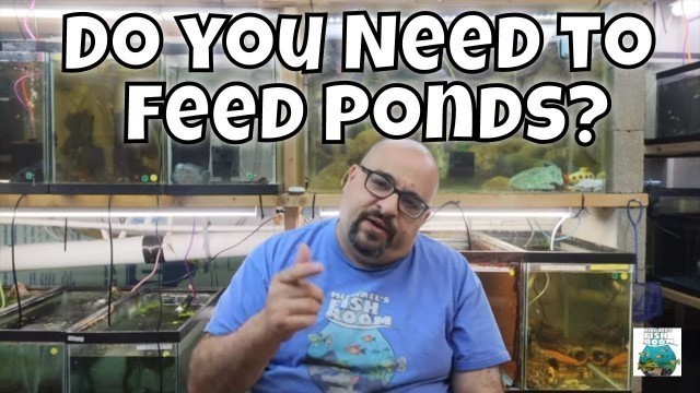 'Do you Need to Feed Guppy Ponds?'