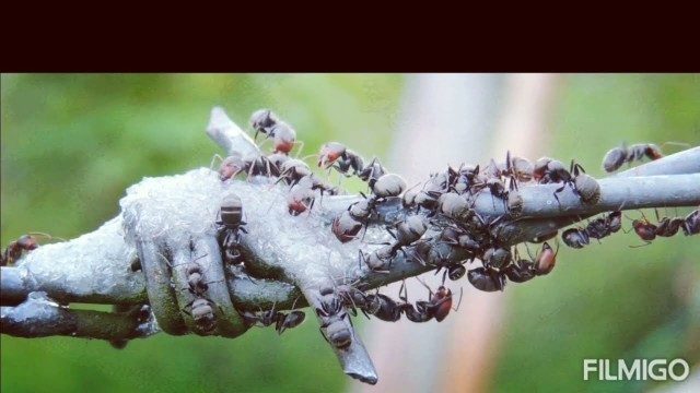 '4 December 2022#ants eating sugar 