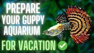 'Guppy Fish Care - How to Prepare Your Guppy Aquarium for Vacation ?'