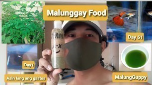 'MalungGuppy Bagong pagkain ng ating mga Guppy (How to make new fish food)  #Malunggay'