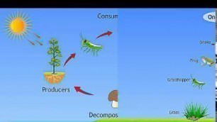 'Class 6th chapter-1 Food Chain'